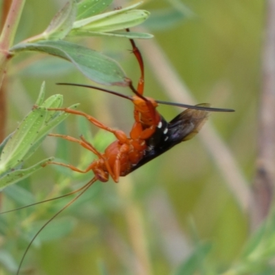 Lissopimpla excelsa (Orchid dupe wasp, Dusky-winged Ichneumonid) at Belconnen, ACT - 21 Oct 2023 by SteveBorkowskis