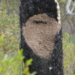 Papyrius sp. (genus) at Belconnen, ACT - suppressed