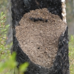 Papyrius sp. (genus) at Belconnen, ACT - suppressed