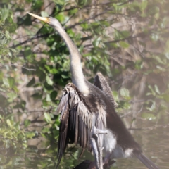 Anhinga novaehollandiae (Australasian Darter) at Fyshwick, ACT - 21 Oct 2023 by JimL