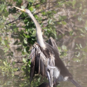 Anhinga novaehollandiae at Fyshwick, ACT - 22 Oct 2023 09:19 AM