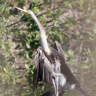 Anhinga novaehollandiae (Australasian Darter) at Jerrabomberra Wetlands - 21 Oct 2023 by JimL