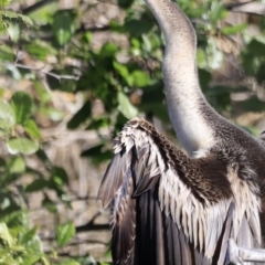 Anhinga novaehollandiae at Fyshwick, ACT - 22 Oct 2023