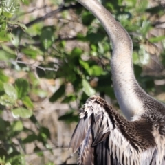 Anhinga novaehollandiae at Fyshwick, ACT - 22 Oct 2023