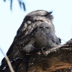 Podargus strigoides at Fyshwick, ACT - suppressed