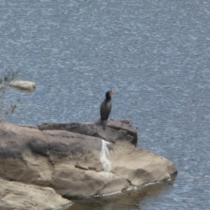 Phalacrocorax carbo at Stromlo, ACT - 21 Oct 2023 02:53 PM