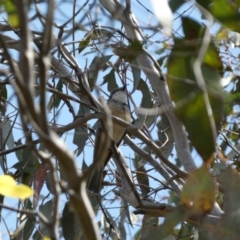 Pachycephala rufiventris (Rufous Whistler) at Lower Molonglo - 21 Oct 2023 by SteveBorkowskis