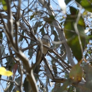 Pachycephala rufiventris at Belconnen, ACT - 21 Oct 2023