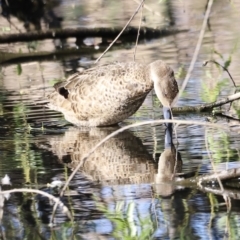 Anas gracilis (Grey Teal) at Fyshwick, ACT - 21 Oct 2023 by JimL