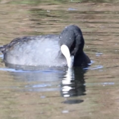 Fulica atra (Eurasian Coot) at Fyshwick, ACT - 21 Oct 2023 by JimL