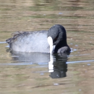 Fulica atra at Fyshwick, ACT - 22 Oct 2023