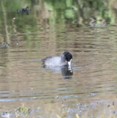 Fulica atra at Fyshwick, ACT - 22 Oct 2023