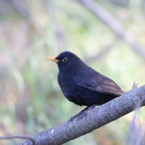 Turdus merula at Fyshwick, ACT - 22 Oct 2023