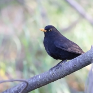 Turdus merula at Fyshwick, ACT - 22 Oct 2023