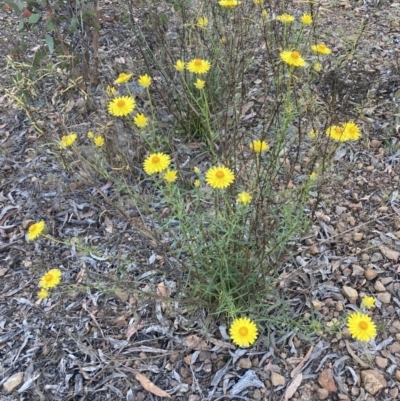 Xerochrysum viscosum (Sticky Everlasting) at Canberra Central, ACT - 22 Oct 2023 by lyndallh