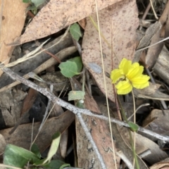 Goodenia hederacea subsp. hederacea (Ivy Goodenia, Forest Goodenia) at Canberra Central, ACT - 22 Oct 2023 by lyndallh