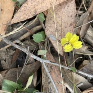 Goodenia hederacea subsp. hederacea at Canberra Central, ACT - 22 Oct 2023