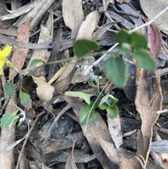 Goodenia hederacea subsp. hederacea at Canberra Central, ACT - 22 Oct 2023