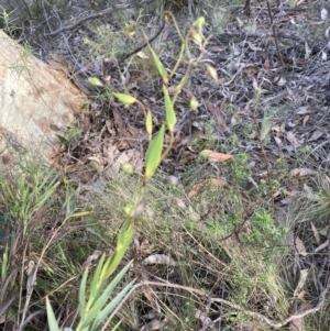 Stypandra glauca at Canberra Central, ACT - 22 Oct 2023