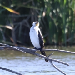 Microcarbo melanoleucos (Little Pied Cormorant) at Fyshwick, ACT - 21 Oct 2023 by JimL