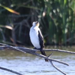 Microcarbo melanoleucos (Little Pied Cormorant) at Fyshwick, ACT - 22 Oct 2023 by JimL