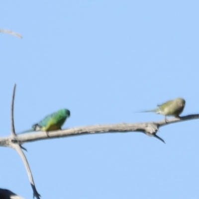 Psephotus haematonotus (Red-rumped Parrot) at Fyshwick, ACT - 21 Oct 2023 by JimL