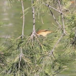 Acrocephalus australis at Fyshwick, ACT - 22 Oct 2023 09:30 AM