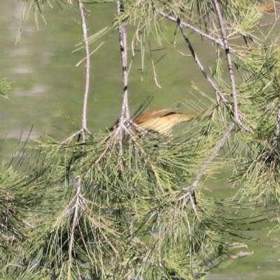 Acrocephalus australis (Australian Reed-Warbler) at Jerrabomberra Wetlands - 21 Oct 2023 by JimL