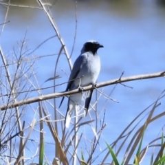 Coracina novaehollandiae (Black-faced Cuckooshrike) at Jerrabomberra Wetlands - 21 Oct 2023 by JimL