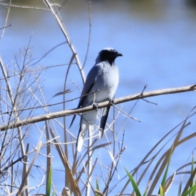 Coracina novaehollandiae (Black-faced Cuckooshrike) at Fyshwick, ACT - 22 Oct 2023 by JimL