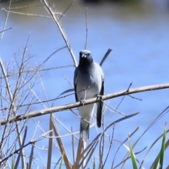 Coracina novaehollandiae at Fyshwick, ACT - 22 Oct 2023 09:40 AM