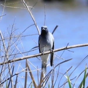 Coracina novaehollandiae at Fyshwick, ACT - 22 Oct 2023 09:40 AM