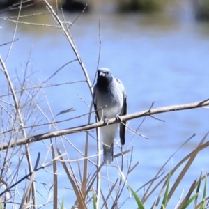 Coracina novaehollandiae at Fyshwick, ACT - 22 Oct 2023 09:40 AM