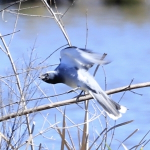 Coracina novaehollandiae at Fyshwick, ACT - 22 Oct 2023