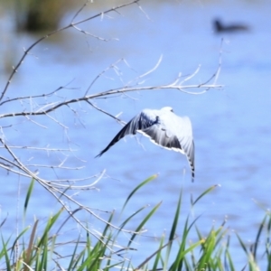 Coracina novaehollandiae at Fyshwick, ACT - 22 Oct 2023