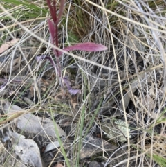 Wahlenbergia sp. at Canberra Central, ACT - 22 Oct 2023