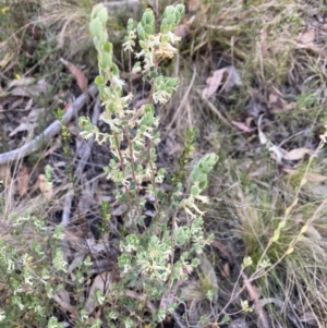 Brachyloma daphnoides at Canberra Central, ACT - 22 Oct 2023