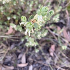 Brachyloma daphnoides at Canberra Central, ACT - 22 Oct 2023 04:53 PM