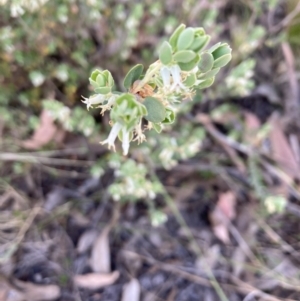 Brachyloma daphnoides at Canberra Central, ACT - 22 Oct 2023