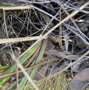 Dianella revoluta var. revoluta at Canberra Central, ACT - 22 Oct 2023