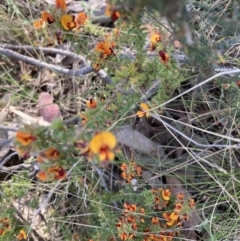 Pultenaea procumbens (Bush Pea) at Canberra Central, ACT - 22 Oct 2023 by lyndallh