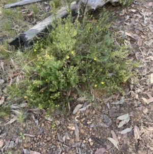 Hibbertia calycina at Canberra Central, ACT - 22 Oct 2023