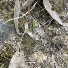 Caladenia cucullata (Lemon Caps) at Canberra Central, ACT - 22 Oct 2023 by lyndallh