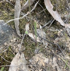 Caladenia cucullata at Canberra Central, ACT - suppressed