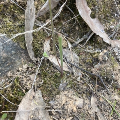 Caladenia cucullata (Lemon Caps) at Canberra Central, ACT - 22 Oct 2023 by lyndallh