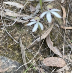 Caladenia cucullata at Canberra Central, ACT - suppressed