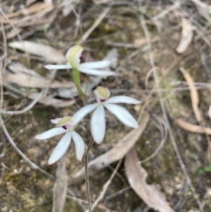 Caladenia cucullata at Canberra Central, ACT - suppressed