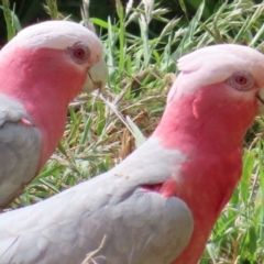 Eolophus roseicapilla (Galah) at Braidwood, NSW - 20 Oct 2023 by MatthewFrawley