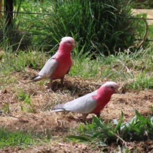 Eolophus roseicapilla at Braidwood, NSW - 21 Oct 2023