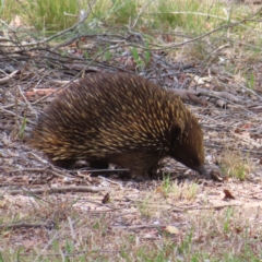 Tachyglossus aculeatus (Short-beaked Echidna) at Braidwood, NSW - 20 Oct 2023 by MatthewFrawley